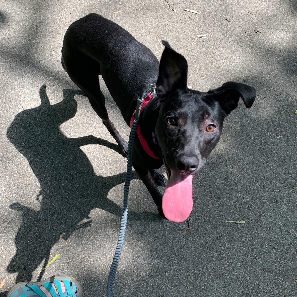 Meet your Posher, Samantha